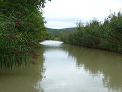 Phragmites australis