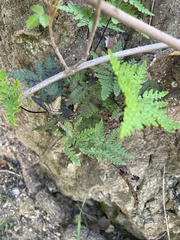 Pentagramma triangularis