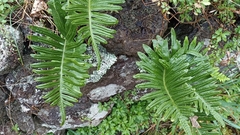 Polypodium macaronesicum azoricum