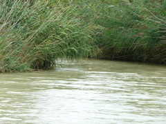 Phragmites australis