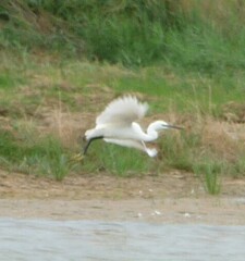 Egretta garzetta