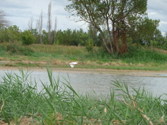 Egretta garzetta