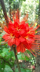 Brownea macrophylla