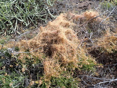 Cuscuta approximata