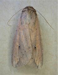 Mythimna separata