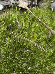 Physcomitrium pyriforme