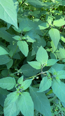Solanum emulans