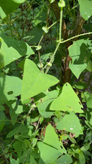 Persicaria perfoliata