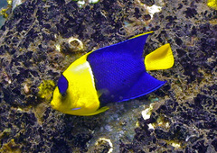 Centropyge bicolor