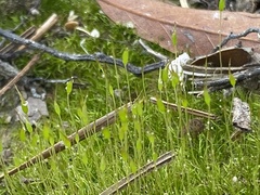 Physcomitrium pyriforme