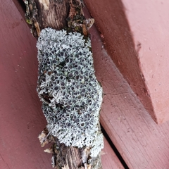 Physcia