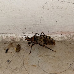 Panstrongylus geniculatus