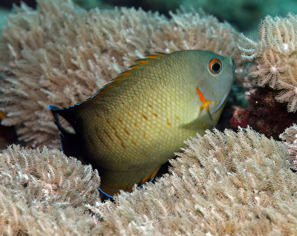 Pearl-scaled × Blacktail Hybrid Angelfish