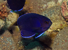 Centropyge fisheri