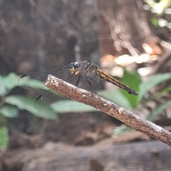Cannaphila insularis
