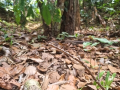 Cannaphila insularis