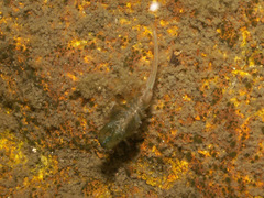 Anostracina