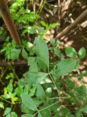 Searsia chirindensis