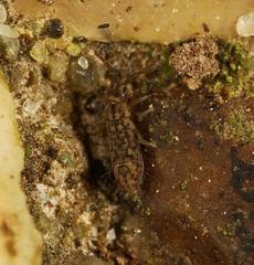 Isotomurus maculatus