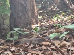 Cannaphila insularis