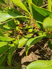 Pygmaeothamnus zeyheri