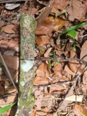 Cannaphila insularis