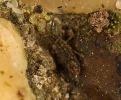 Isotomurus maculatus