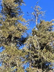 Poecile atricapillus