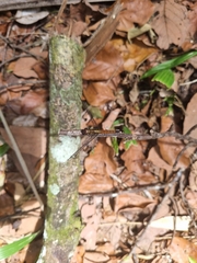 Cannaphila insularis