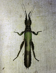 Prisopus