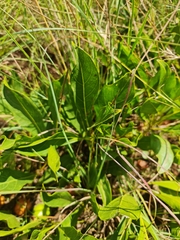 Pygmaeothamnus zeyheri