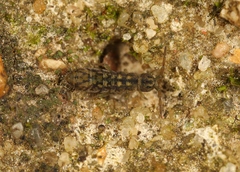 Isotomurus maculatus