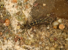 Isotomurus maculatus