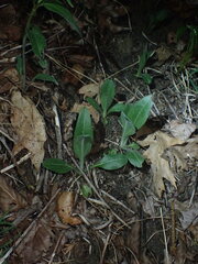 Helianthus occidentalis