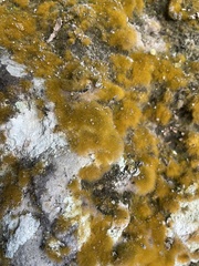 Trentepohlia aurea