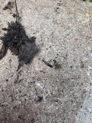 Euborellia annulipes