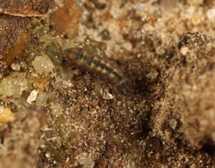 Isotomurus pseudopalustris