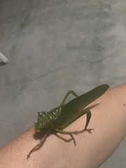 Steirodon