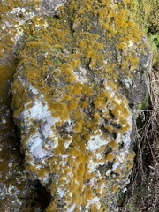 Trentepohlia aurea