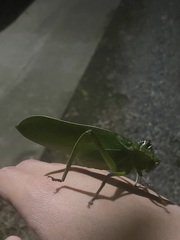 Steirodon