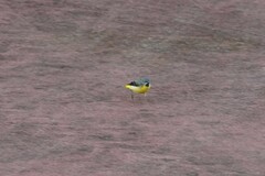 Motacilla cinerea patriciae