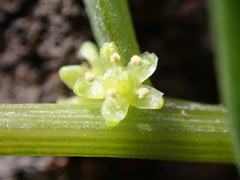 Patellifolia procumbens image