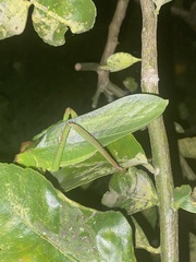 Steirodon