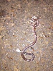 Enuliophis sclateri