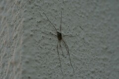Phalangiinae