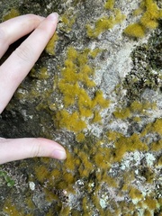 Trentepohlia aurea