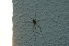 Phalangiinae