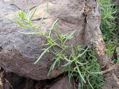 Patellifolia procumbens image