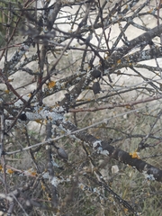 Amygdalus