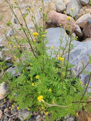 Descurainia myriophylla